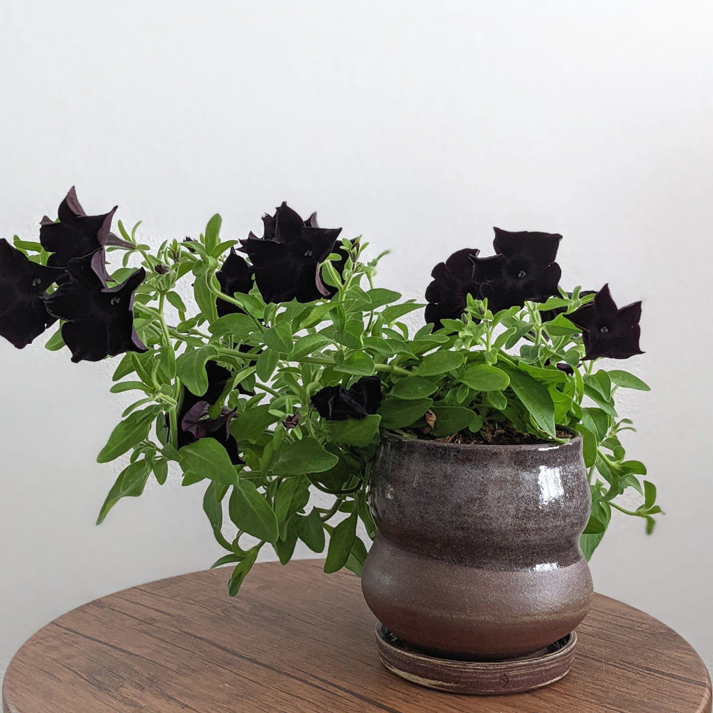 Black petunias potted in a curvy Sound Ceramics planter